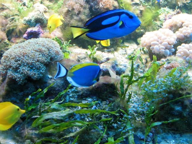 Paracanthurus hepatus i Acanthurus leucosternon