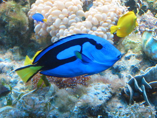 Paracanthurus hepatus