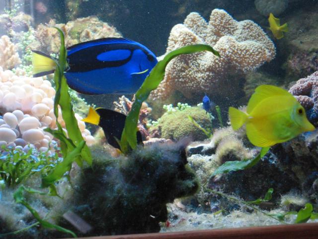 Paracanthurus hepatus i Zebrasoma flavescens