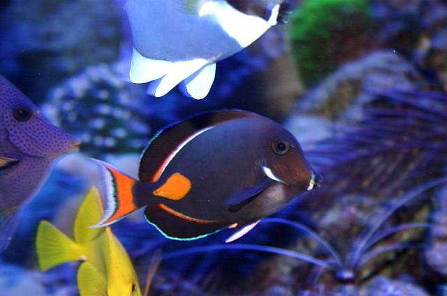 Acanthurus achilles